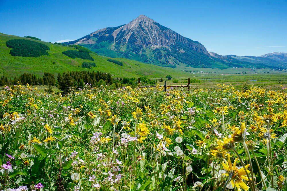 Crested Butte Wildflowers