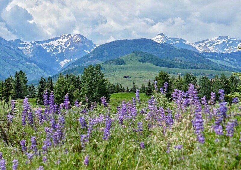 Rocky Mountain Wildflowers