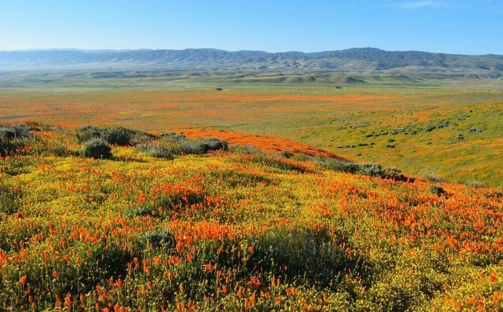 California Poppies