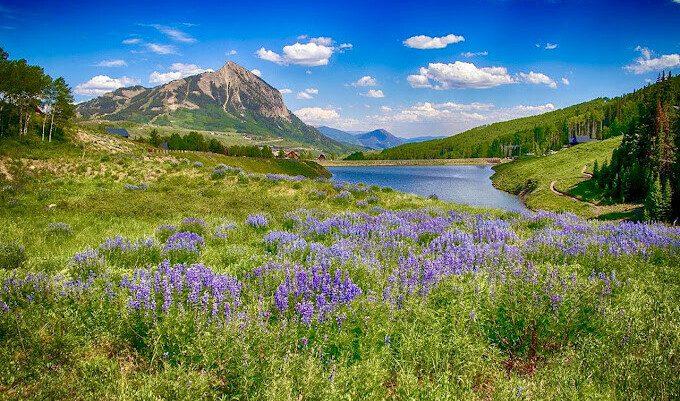 Crested Butte Wildflowers